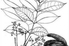 Plant-illustration-of-Honduran-mahogany