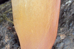 Seed-of-Honduran-mahogany
