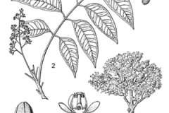 Sketch-of-Honduran-mahogany