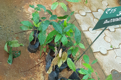 Small-Honduran-mahogany-plant
