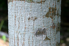 Young-bark-of-Honduran-mahogany
