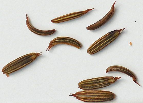 Seeds-of-Honewort
