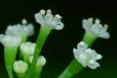 Closer-view-of-Flowers-of-Honewort