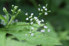 Flowers-of-Honewort