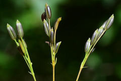 Fruits-of-Honewort