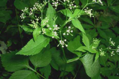 Honewort-plant-growing-wild