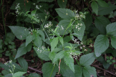 Honewort-plant