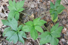 Honewort-saplings