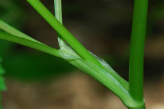 Leaf-sheath-of-Honewort