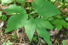 Leaves-of-Honewort