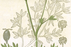 Plant-illustration-of-Honewort