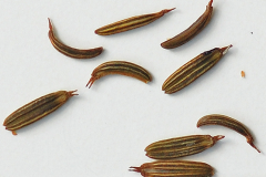 Seeds-of-Honewort