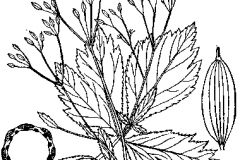 Sketch-of-Honewort