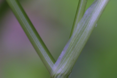 Stem-of-Honewort
