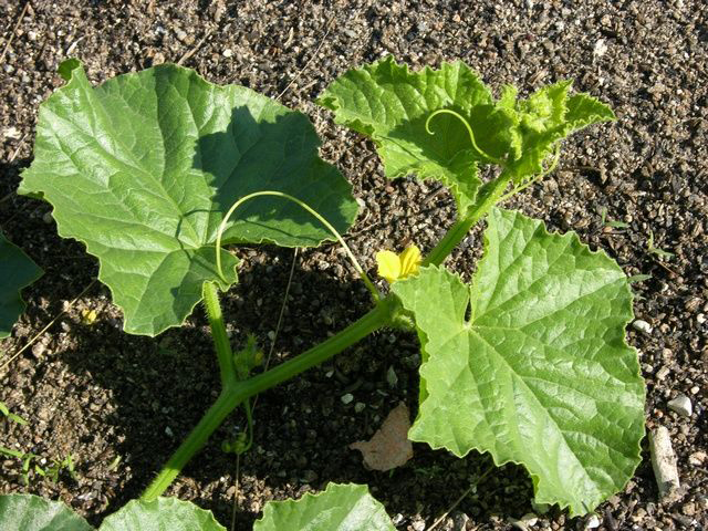 Honeydew Leaves Honeydew Leaves