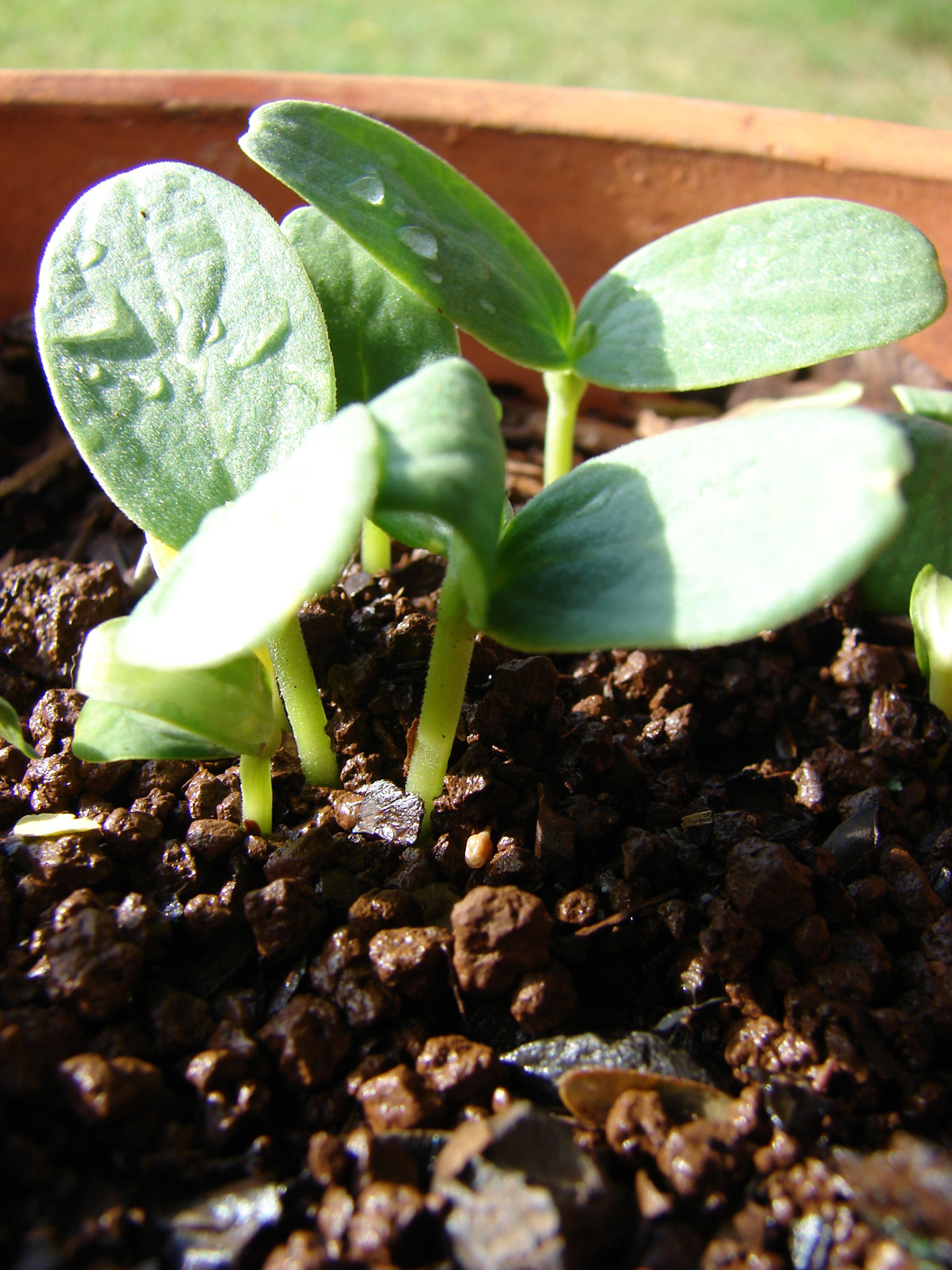 Honeydew-melon-seedlings