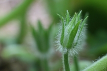 Honeydew-melon-flower-bud