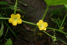 Honeydew-melon-flower