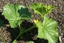 Honeydew-melon-leaves