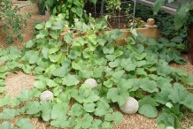 Honeydew-melon-plant