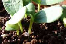 Honeydew-melon-seedlings