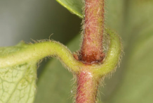 Closer-view-of-Leaf-base-of-Honeysuckle plant