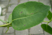 Dorsal-view-of--Honeysuckle--leaf