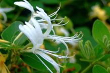 Flower-of-Honeysuckle--plant