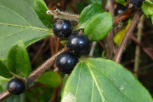 Fruit of-Honeysuckle-plant