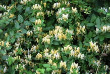 Honeysuckle-Plant-growing-wild