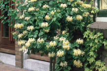 Honeysuckle-Plant