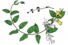 Honeysuckle-plant-Illustration