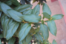 Leaves-of-Honeysuckle-plant