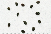 Seeds-of-Honeysuckle-plant