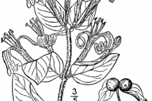 Sketch-of-Honeysuckle-plant