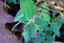 Small-Honeysuckle-Plant