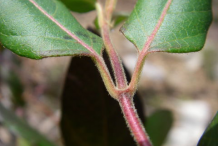 Stem-of-Honeysuckle-plant
