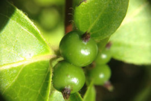 Unripe-fruit-of-Honeysuckle-plant