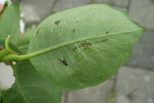 Ventral-view-of-Honeysuckle-leaf