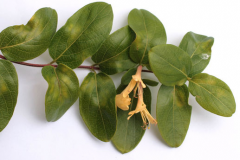 Closer-view-of-Flowering-shoot-of-Honeysuckle plant