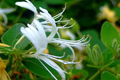 Flower-of-Honeysuckle--plant