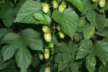 Closer-view-of-Hops-Leaves-and-flower