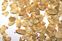 Dried-Hops-Flower
