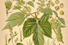 Hops-Plant-Illustration