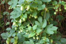 Hops-Plant