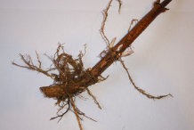 Hops-Rhizome