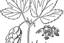 Hops-Sketch
