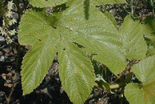 Hops-leaves