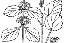 Horehound-drawing