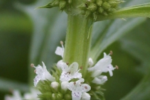 Horehound-flower